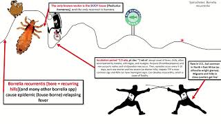 Borrelia recurrentis Sketch USMLE [upl. by Spearman]