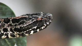 Floridas Venomous Snakes 0410  Pygmy Rattlesnakes [upl. by Pharaoh]