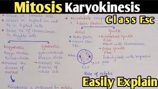 Complete Explanation Of Mitosis Phases In Urdu Hindi  Class 12 Biology [upl. by Maxentia]