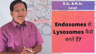 How Are Lysosomes Formed from Endosomes  BSc amp MSc Level [upl. by Lemert]