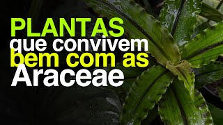 GALERA de PLANTAS Que Convive Bem com as ARACEAE  Dichorisandra Eugenia Lytocaryum e MAIS [upl. by Eramal]