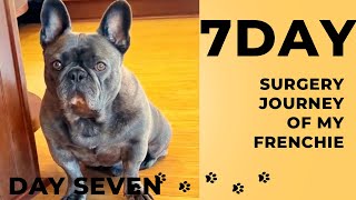 7 Day Surgery Journey of my FrenchieDay Seven [upl. by Loar]