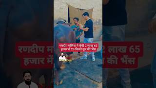 Randeep Malik Dairy Farm jind  Gain Off Karan Aujla Punjabi Latest Song 2024 [upl. by Jamnes]