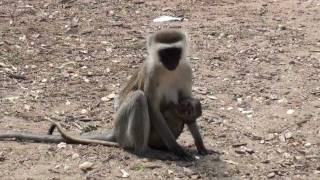 The wildlife in the Tsavo east National Park Kenya [upl. by Fregger313]