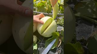 Harvesting and Slicing a Fresh Melon from the Garden asmr satisfying harvesting agribros melon [upl. by Nnaeiram928]