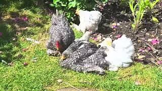 Pekin Bantams Chicks growing fast [upl. by Gintz183]