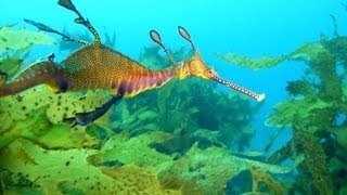 Diving Sydney Port Jackson Sharks and Weedy Sea Dragon [upl. by Nabroc]