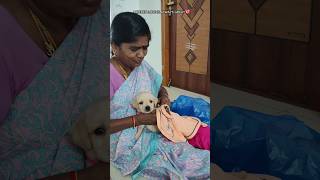 Moms love❤🐶dog shorts love tamil viral dog video🤩engey irul endralum💖amaran song vjsiddhuvlogs [upl. by Nylra]