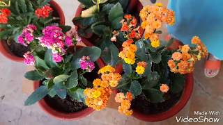 Care and Propagation of Kalanchoe plant [upl. by Chader138]