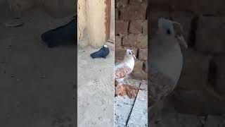 Fancy pigeons  fancybirdschennai pigeon [upl. by Enirehtakyram771]