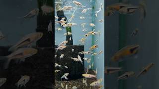 Espei Rasbora aquariumhobby shortvideo [upl. by Wind511]