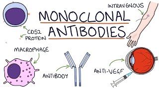 How do monoclonal antibodies work Rituximab infliximab adalimumab and others [upl. by Atiral]