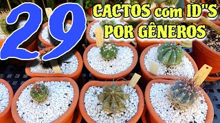 29 Cactos com IDs por gêneros  Atualização [upl. by Feilak952]