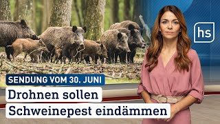 Drohnen sollen Schweinepest eindämmen  hessenschau vom 30062024 [upl. by Beatty755]