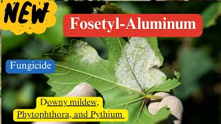 FosetylAluminum Chemistry Mode of Action and Diverse Applications [upl. by Alemat325]