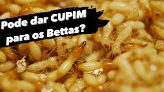 Pode dar Cupim para os Bettas [upl. by Ardnuek]