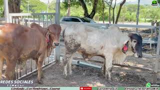 Girolando embriones Guserat ganaderia GSEl Salvador en el Campo [upl. by Aisinoid724]