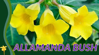 ALLAMANDA BUSH Growing and Caring Tips Allamanda schottii [upl. by Neira]