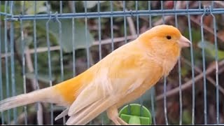 Most Beautiful Canary Bird Singing Song For Training Canaries [upl. by Gregrory]