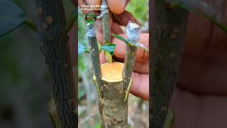 olive tree grafting successful method budding graft [upl. by Ym]