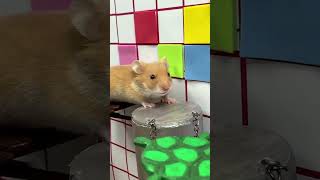 Hamster Escape Epic Colorful Maze hamster shorts viral pet [upl. by Sanson]