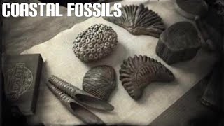 RED DEAD ONLINE  COASTAL FOSSILS  BIVALVE FOSSIL [upl. by Haissem326]