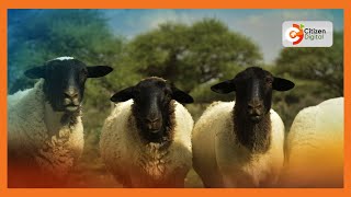 Kenyas Gold  Rearing Dorper Sheep  Gold Feature [upl. by Halladba]