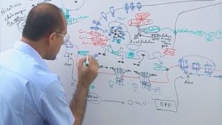 Neuromuscular Junction  Structure  Function amp Diseases🩺 [upl. by Eivets]