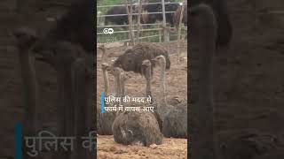 चीन की सड़क पर शुतुरमुर्ग Ostriches racing on roads in China [upl. by Power]