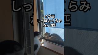 決着のつかない闘い！ ねこのいる生活 [upl. by Daley]