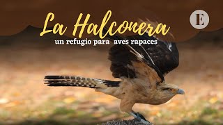 La Halconera un refugio para aves rapaces [upl. by Droflim]