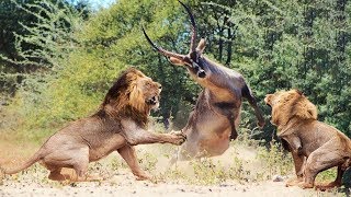 Wild Animals Fighting  Lion vs Waterbuck  Moments Of Wild Animal Fights [upl. by Eiba]