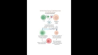 CD122 FineTuning T Cell Responses in Immunotherapy [upl. by Oiramrej629]