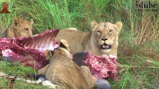 Lion Pride Eats A Waterbuck Kill [upl. by Asenab]