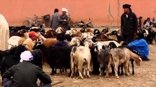 Guelmim ‏كلميم‎ Viehmarkt und Souklivestock market in morocco [upl. by Noemi598]