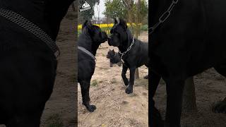 Most Aggressive Cane Corso Fight shorts [upl. by Little]