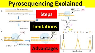 Pyrosequencing Principle Steps Advantages amp Limitations  Pyrosequencing Method of DNA Sequencing [upl. by Tombaugh]