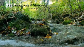 Forest Stream 27 [upl. by Nnaecarg]