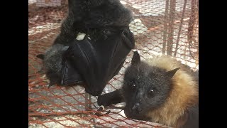 Mulberry leaves for the senior bats Teddy and Walter [upl. by Mikaela739]