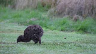 A RARE SIGHT New Zealands flightless nocturnal kiwi bird in daylight [upl. by Uund]