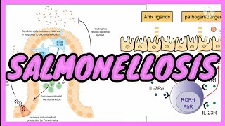 SALMONELLOSIS  ENTERIC FEVERTyphoid  ENTERITIS  Symptoms  Pathogenesis  in UrduHindi [upl. by Fons307]