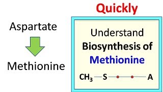 Methionine biosynthesis [upl. by Henning]