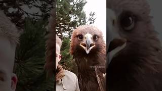 Peregrine Falcon vs Golden Eagle 🤯🤔 By info fact News [upl. by Karita]