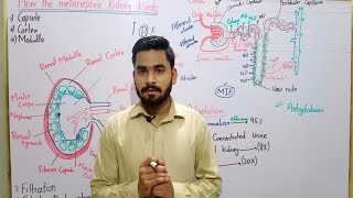 How The Metanephric Kidney Works In Urdu  Functioning Of Metanephric Kidney  BS Zoology  BSc MSc [upl. by Willyt]