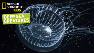 Animals That Live in the Deep Sea  Nat Geo Kids Deepsea Creatures Playlist [upl. by Tove960]