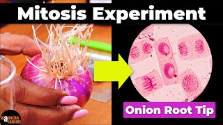 Mitosis Experiment Onion Root Tip Procedure [upl. by Bonner]