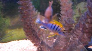 African Cichlid Species  Labidochromis sp quotHongiquot Tanzania [upl. by Ebonee]