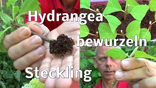 Hortensie Stecklinge bewurzeln ganz einfach [upl. by Zackariah]