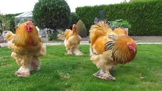 Bad boys  buff columbian brahma roosters born in april [upl. by Rida817]