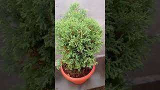 Thuja plant  Thuja plant care  Tujha plant care thuja plant tips trending viral youtubeshorts [upl. by Coke]